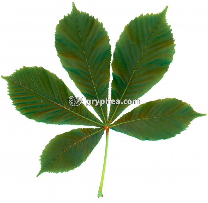  Marronnier - Feuille sur fond blanc - gryphea.org